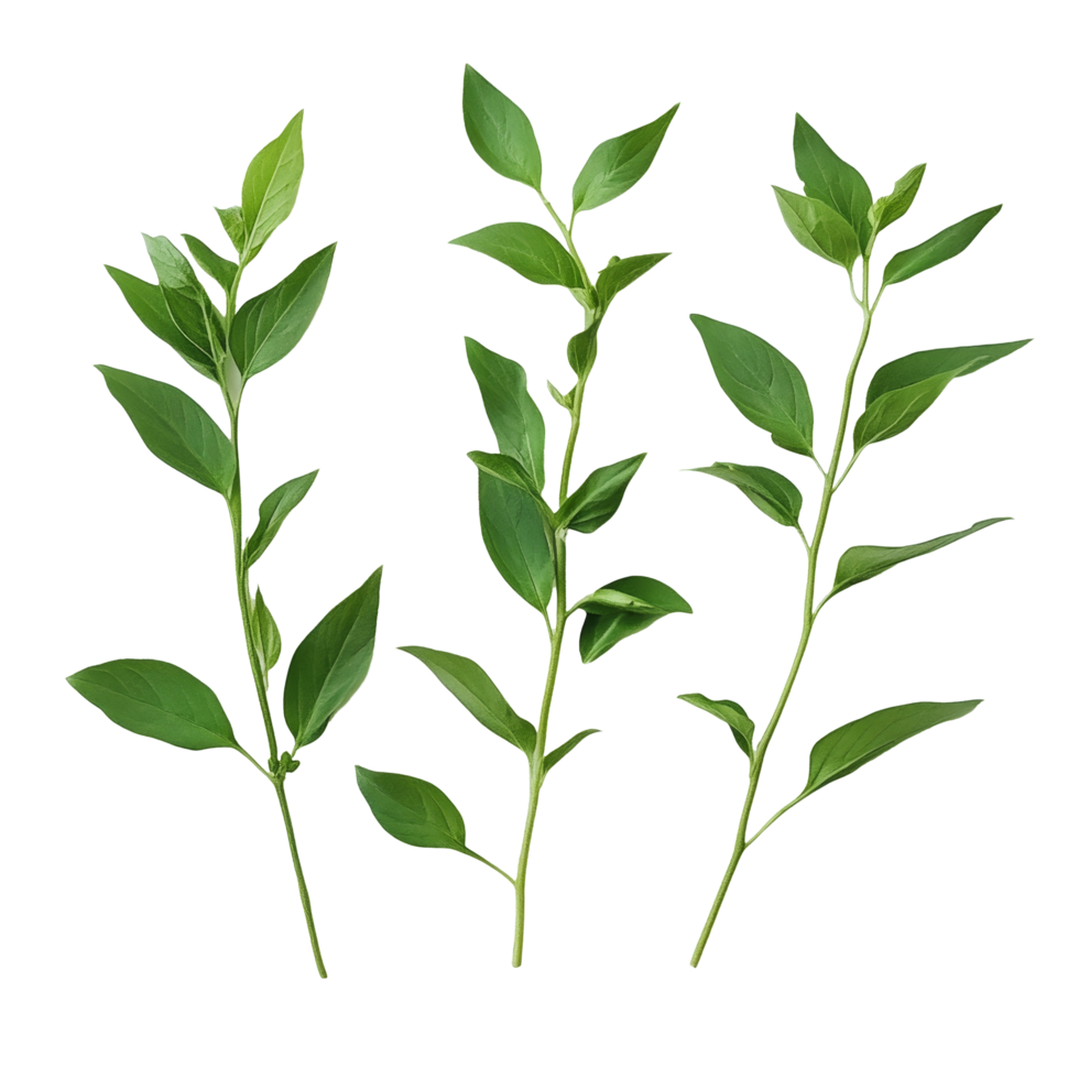 Fresh green leaves of Kariyat Andrographis paniculata on a light background in natural lighting, Kariyat or Andrographis paniculata green leaves on transparent background png