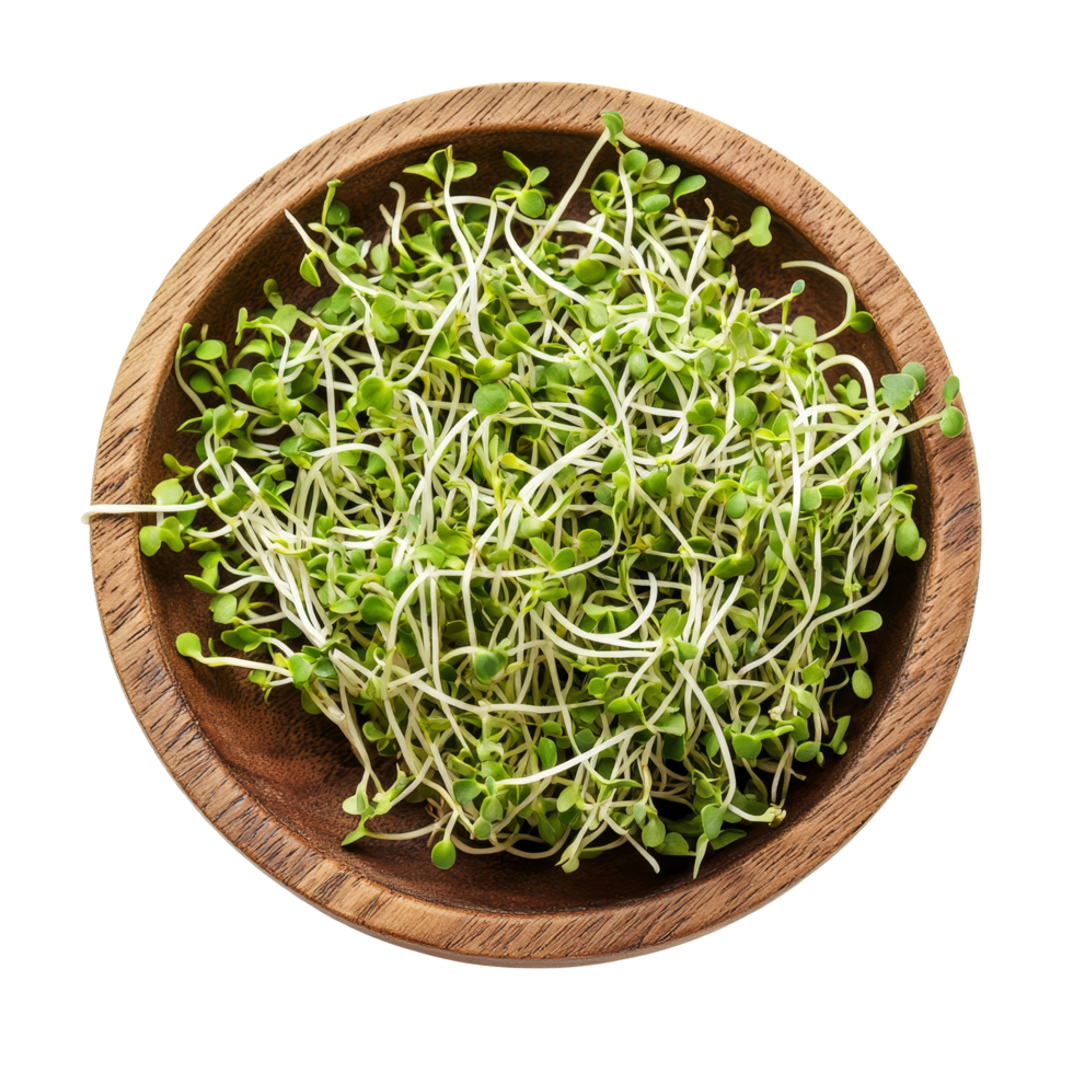 Fresh alfalfa sprouts in a wooden plate on a clean transparent background showcasing healthy eating, Alfalfa Sprout in wood plate on transparent background png