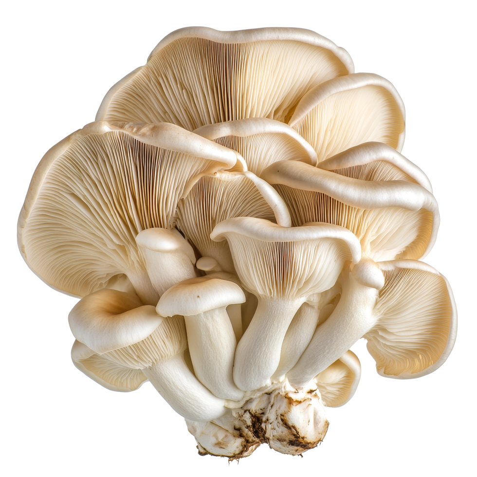 Fresh oyster mushrooms with delicate gills displayed against a transparent background showcasing their natural beauty, oyster mushroom transparent background png
