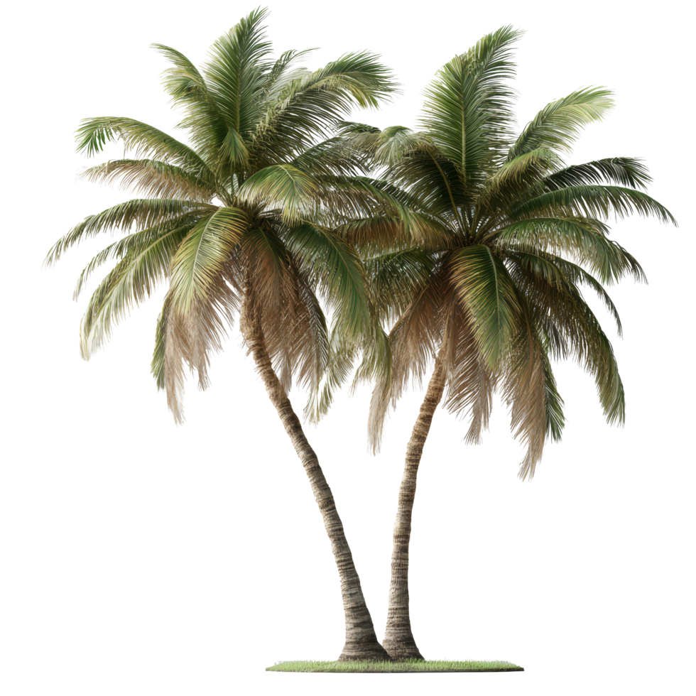 Isolated coconut trees with lush green leaves displayed on a transparent background for design applications and creativity, coconut trees isolated on transparent background. Realistic 3D render png