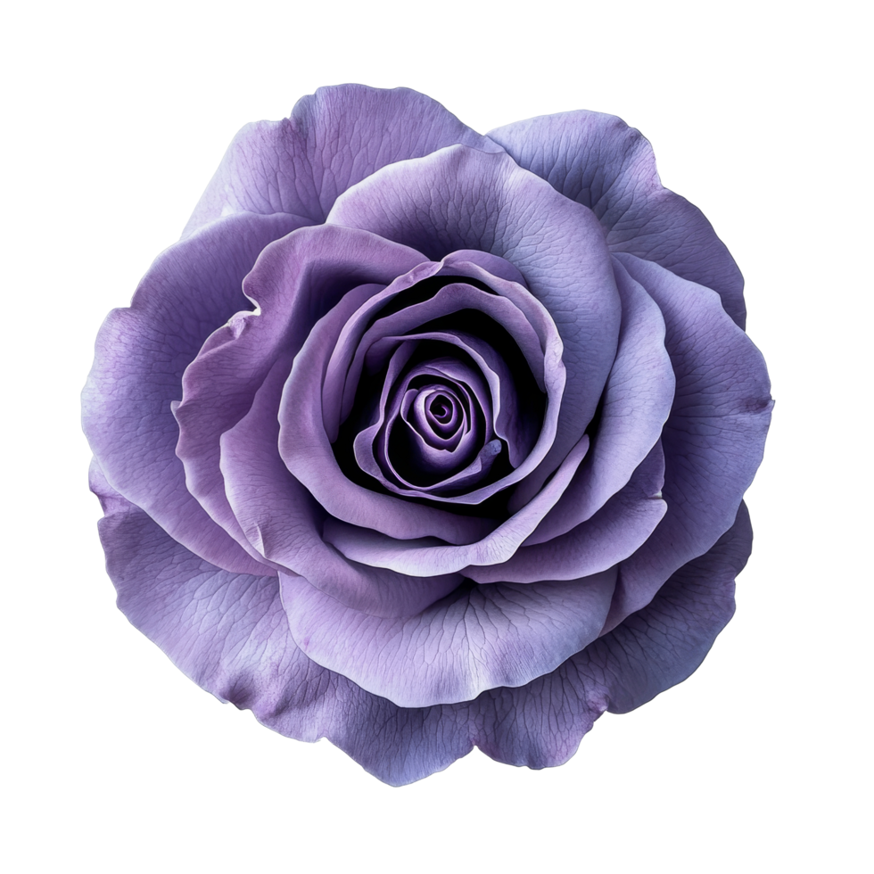 A delicate violet rose with a single petal rests elegantly on a soft transparent background showcasing its beauty, Isolated violet rose with single petal on transparent background or transparent png