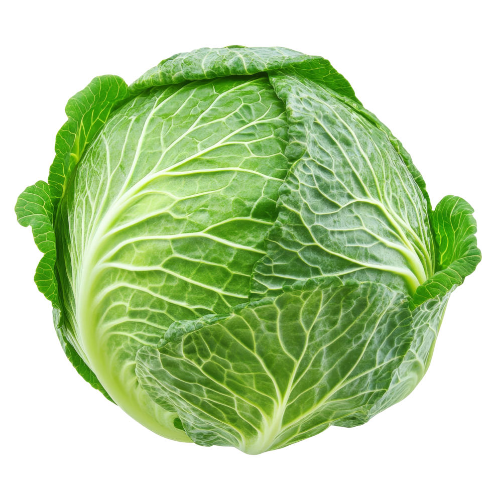 Fresh green cabbage resting on a clean transparent background highlighting its texture and vibrant color, Red cabbage on transparent background png