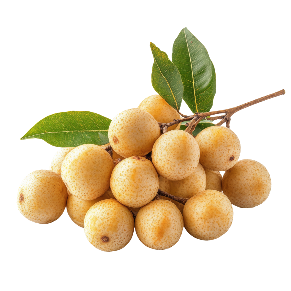 Fresh longan fruit clustered with green leaves on a transparent background, showcasing its natural beauty and ripeness, fresh longan on transparent background png
