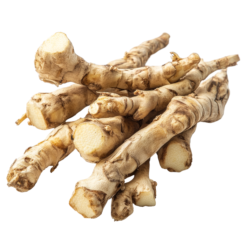 Fresh Kaempfer finger root, a unique Thai herb used in traditional and modern cuisines, displayed on a transparent background, Kaempfer or finger root Krachai Thai herb on transparent background png