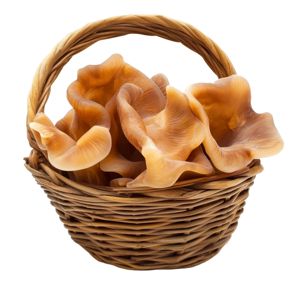 Fresh wood ear mushrooms in a woven basket displayed beautifully on a transparent background, Jews ear, Wood ear, Jelly ear in basket isolated on transparent background png