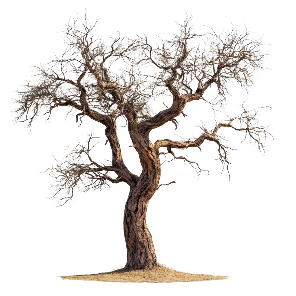 Rustic, isolated tree with intricate branches and weathered trunk standing against a clean transparent background, Rustic tree isolated on transparent background png