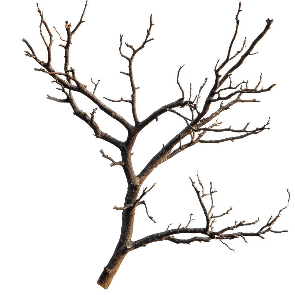 Dry tree branches isolated on a transparent background showcasing intricate natural patterns and textures, dry tree branches on transparent backgroundfile png