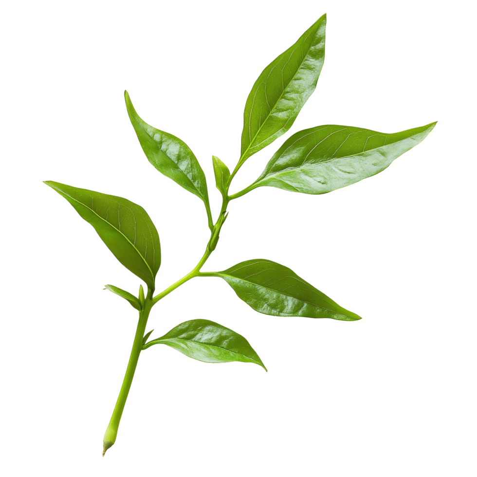Fresh green leaves of Kariyat, scientifically known as Andrographis paniculata, displayed on a transparent background, Kariyat or Andrographis paniculata green leaves isolated on a transparent png