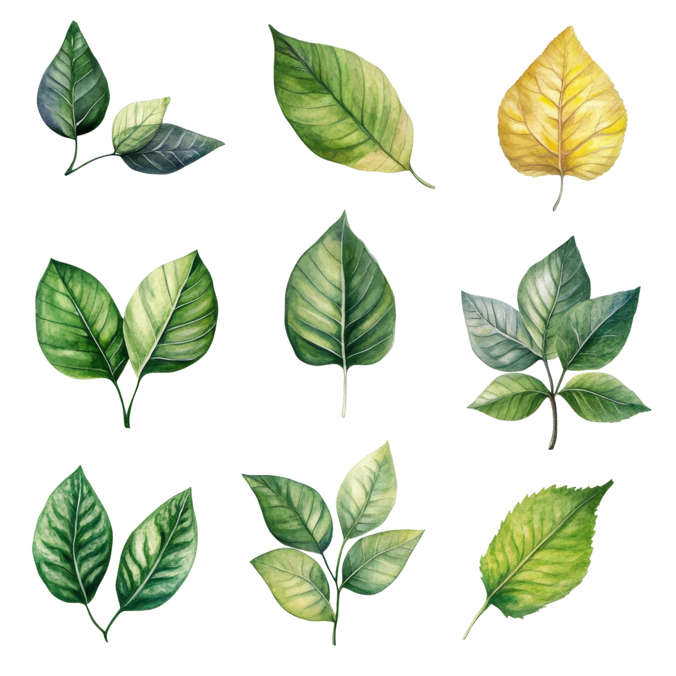 A collection of watercolor leaves showcasing various shapes and shades of green and yellow against a clean transparent background, beef on leaves top view isolated on transparent background png