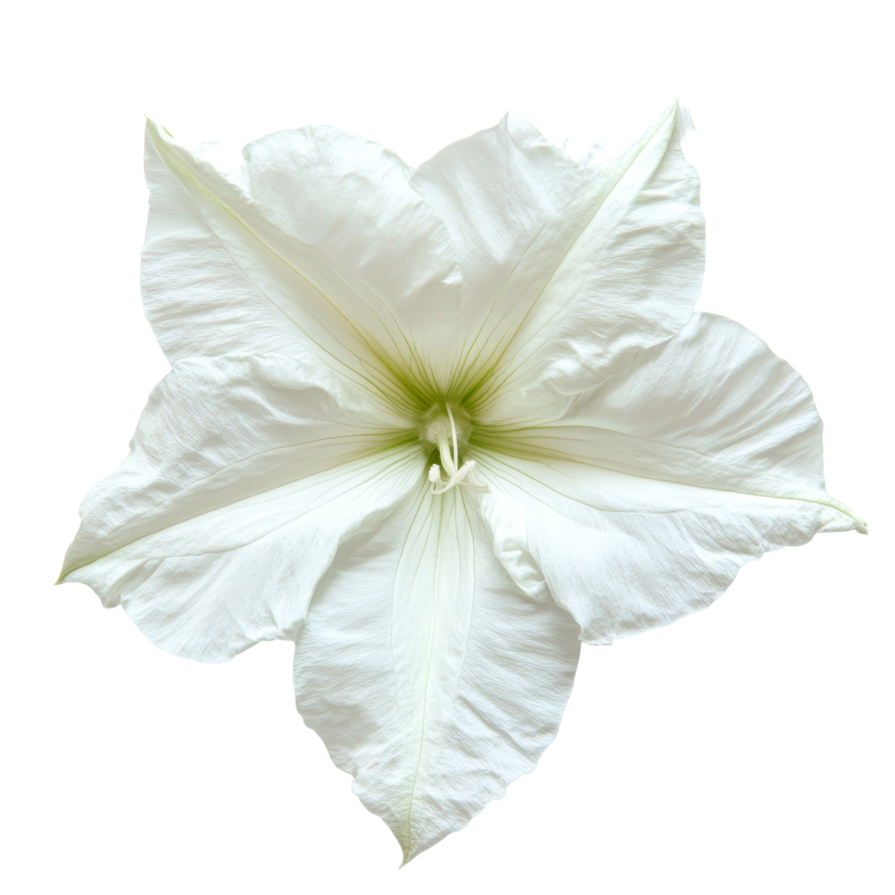 Beautiful moonflower isolated on a transparent background showcasing its delicate petals and unique structure, moonflower isolated on transparent background png