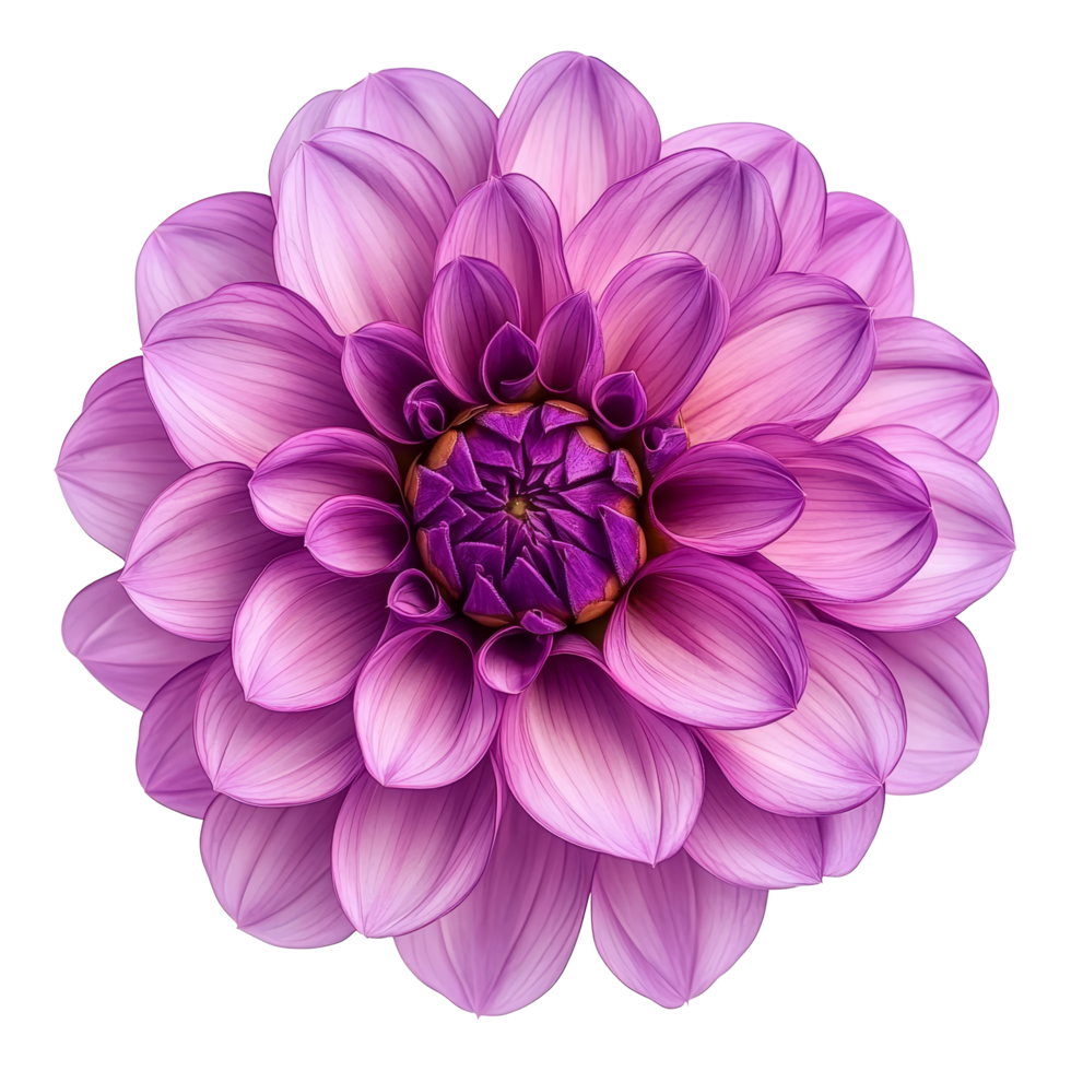 Vibrant purple dahlia flower in full bloom against a pristine transparent background, showcasing its intricate petals, Purple Dahlia Flower on transparent background png