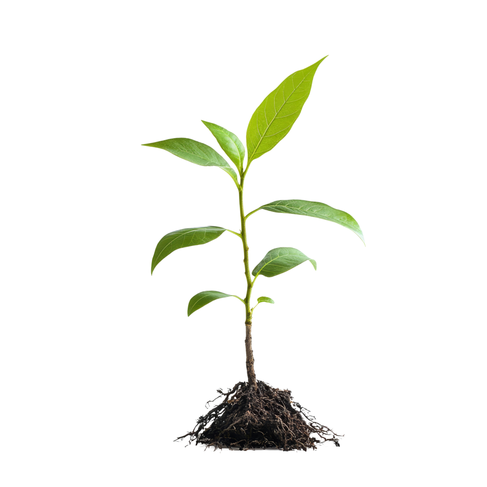 A young tree sapling with healthy roots thrives against a transparent background in a studio setting, Tree sapling or seedling with visible root against on transparent backgroundfile png