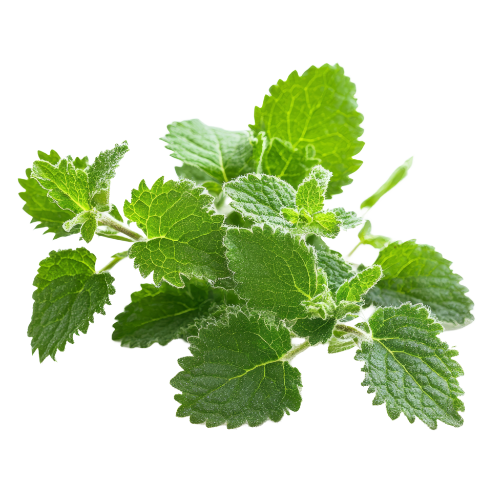 Catnip plant with lush green leaves displayed on a plain transparent background highlighting its medicinal properties, Medicinal plants catnip on a transparent background png