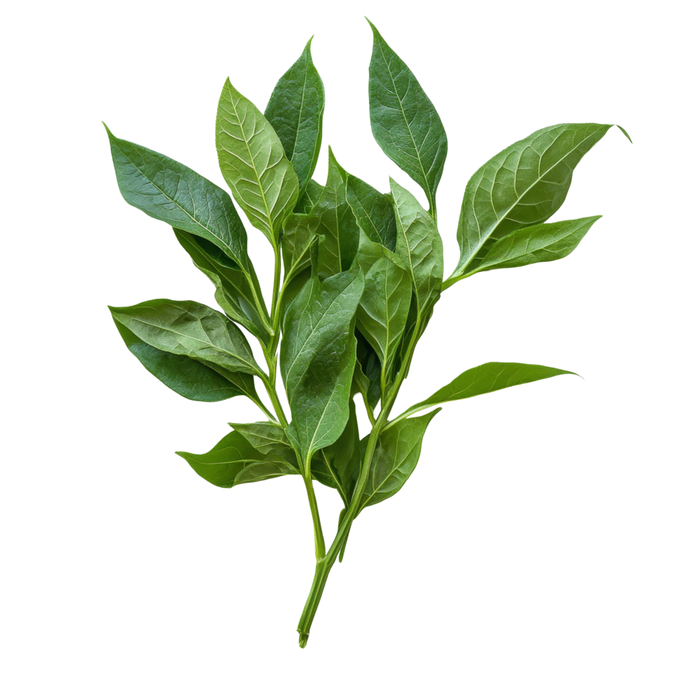 Fresh Kariyat leaves displayed on a transparent background, showcasing their vibrant green color and healthy appearance, Fresh Kariyat,Andrographis paniculata leaves on transparent background png
