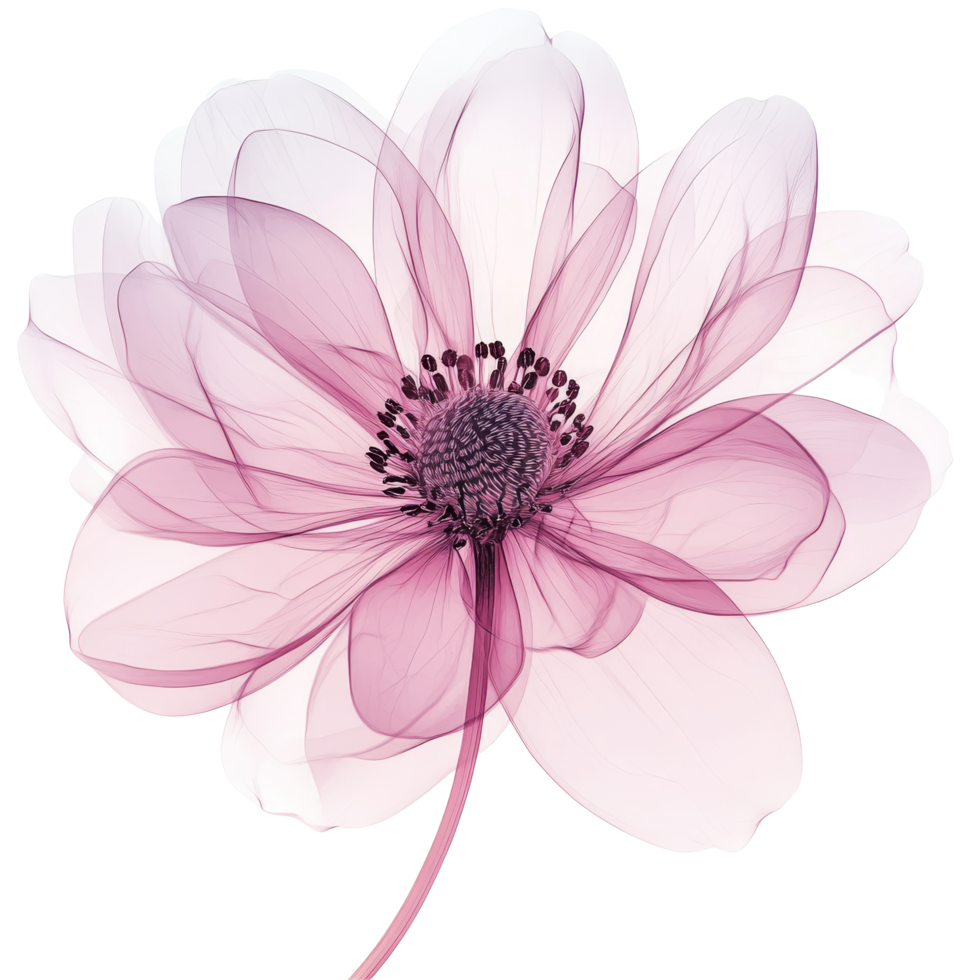 Delicate pink flower with transparent petals showcasing intricate details in soft lighting against a neutral background, blank or transparent advertisement banner in the city center png