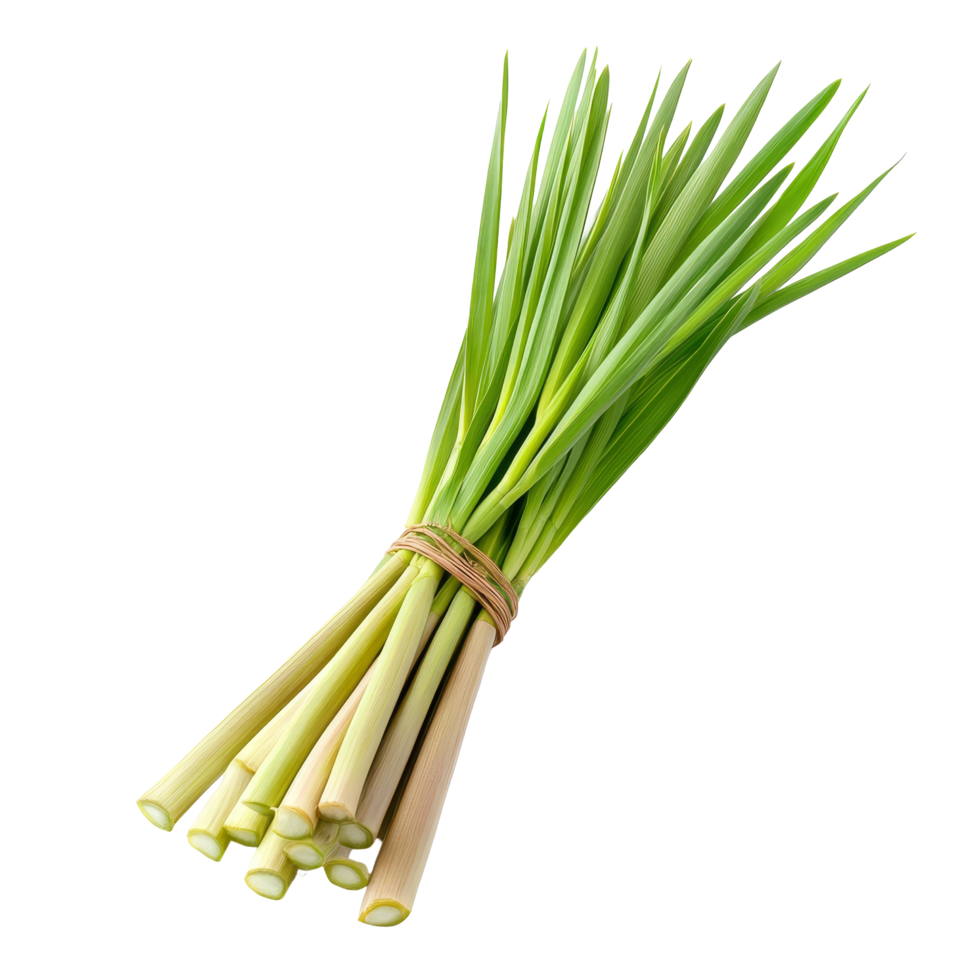 Fresh lemongrass bundle isolated on a clean transparent background, showcasing its vibrant green stalks, Lemongrass isolated on transparent background png