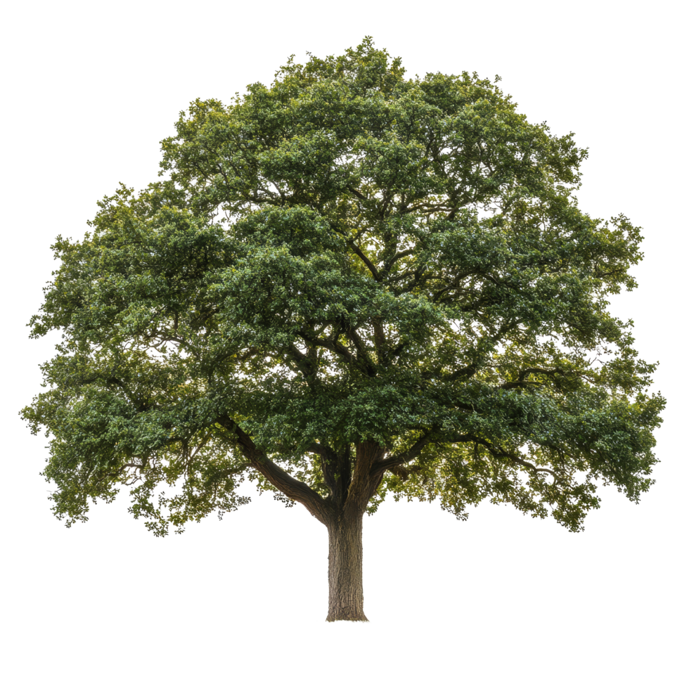 Lone oak tree standing gracefully against a transparent background with lush green foliage and a sturdy trunk, oak tree isolated on transparent background png