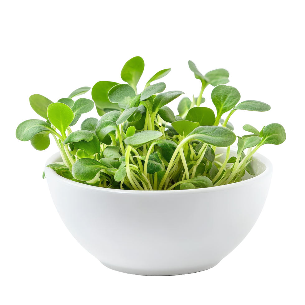 Fresh green sunflower sprouts growing in a transparent bowl on a transparent background, green young sunflower sprouts in the transparent bowl isolated on transparent background png