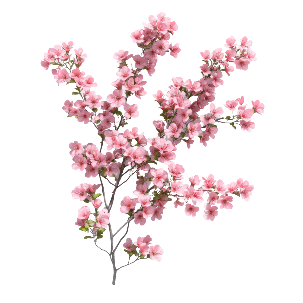 Delicate light pink flowers in full bloom showcasing the beauty of nature isolated, bush of delicate light pink flowers, file of isolated object with shadow on transparent background png