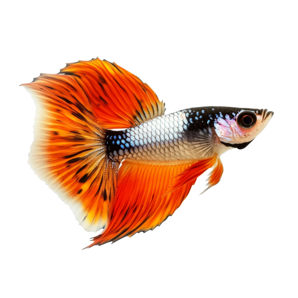 Stunning guppy with vibrant colors swimming gracefully in a clear space, Beautiful Guppy Isolated on transparent background png