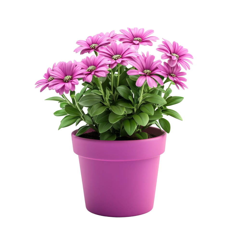 A vibrant pink flower pot filled with blooming daisies on a clean transparent background, flower pot on transparent background, png