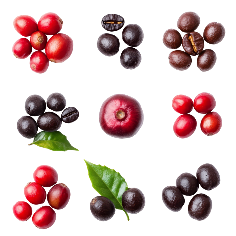 Variety of ripe and unripe red coffee beans displayed on a transparent background showcasing their unique characteristics, Red coffee beans ripe and unripe berries isolated on transparent background png