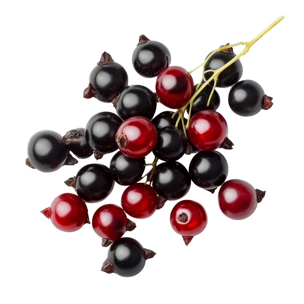 Bengal currants Carissa carandas Linn on a transparent background showcasing their vibrant colors and unique features, Carissa carandas Linn or Bengal currants on transparent background png
