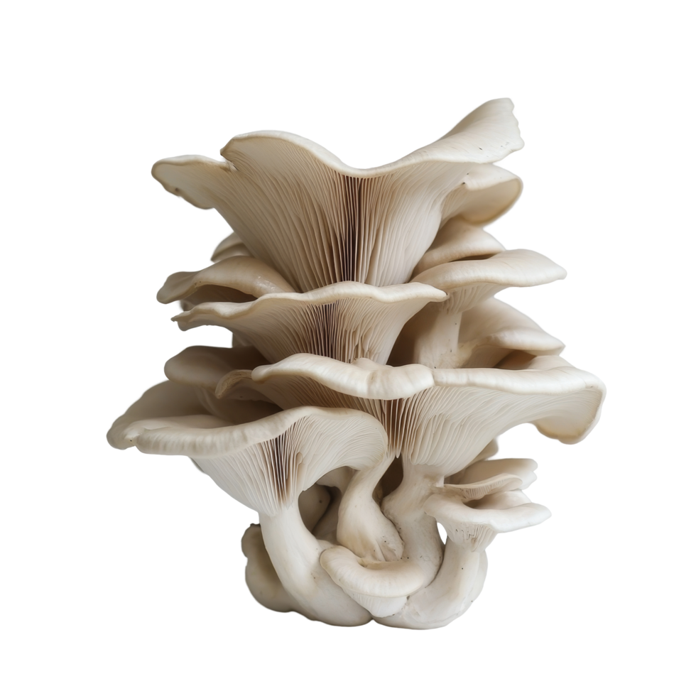 A cluster of oyster mushrooms showcasing intricate details against a simple transparent background, Oyster Mushroom Cluster on transparent background png