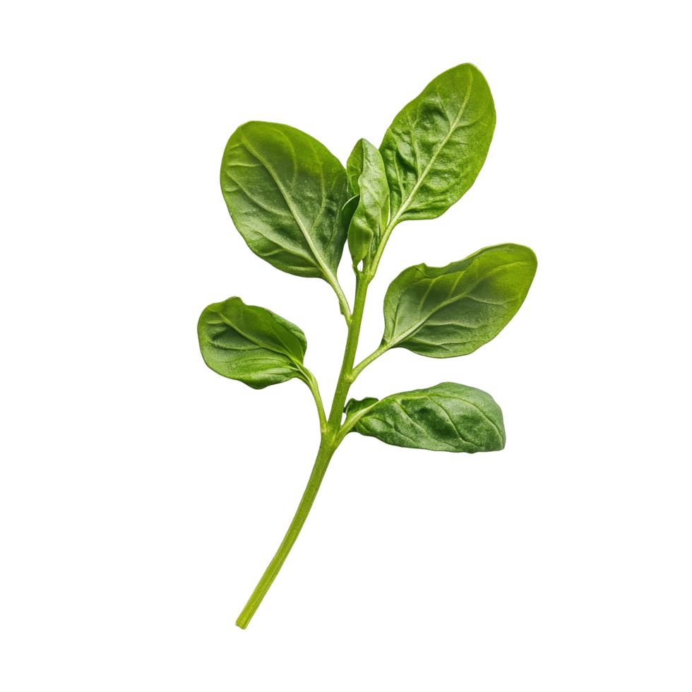 Fresh oregano leaves on a transparent background highlighting natural herbs for culinary uses, Fresh origano branch leaf on transparent background png