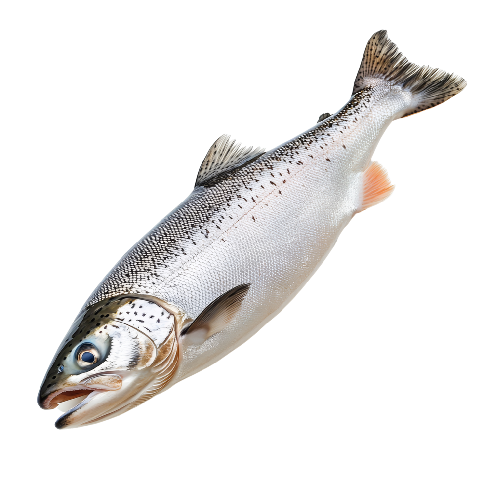 Fresh salmon fish isolated on a transparent background showcasing its natural colors and features for culinary presentations, Salmon Fish Isolated on transparent background png