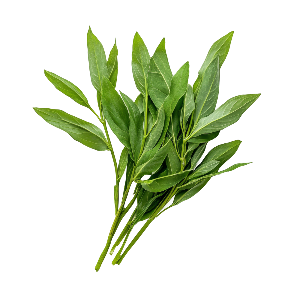 Fresh Andrographis paniculata leaves arranged on a transparent background showcasing their vibrant green color, Fresh Kariyat,Andrographis paniculata leaves on transparent background png