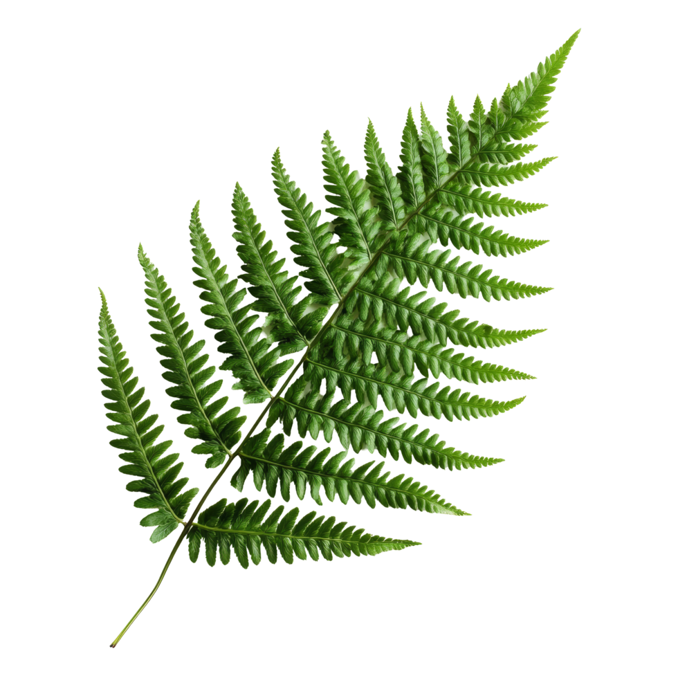 A vibrant green fern leaf isolated against a transparent background showcasing intricate patterns and texture, Green fern leaf isolated on transparent background png