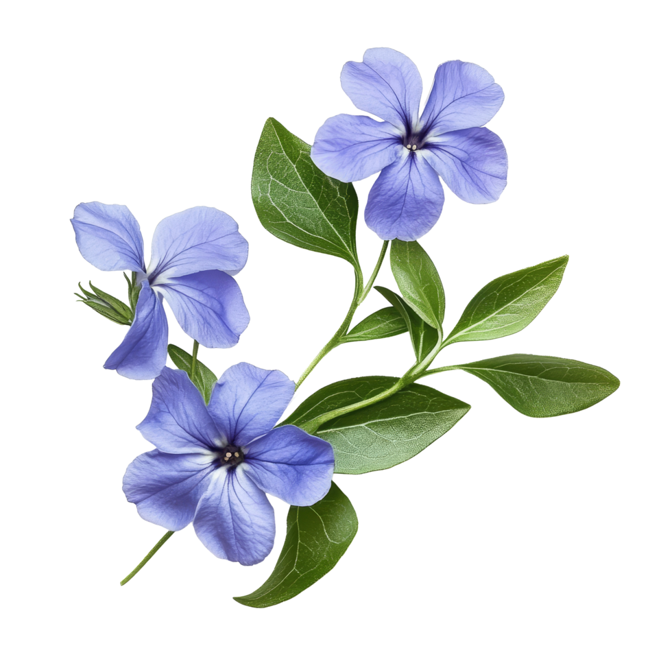 Beautiful periwinkle flowers with green leaves isolated on a transparent background for natural design inspiration, periwinkle flowers isolated on transparent background png