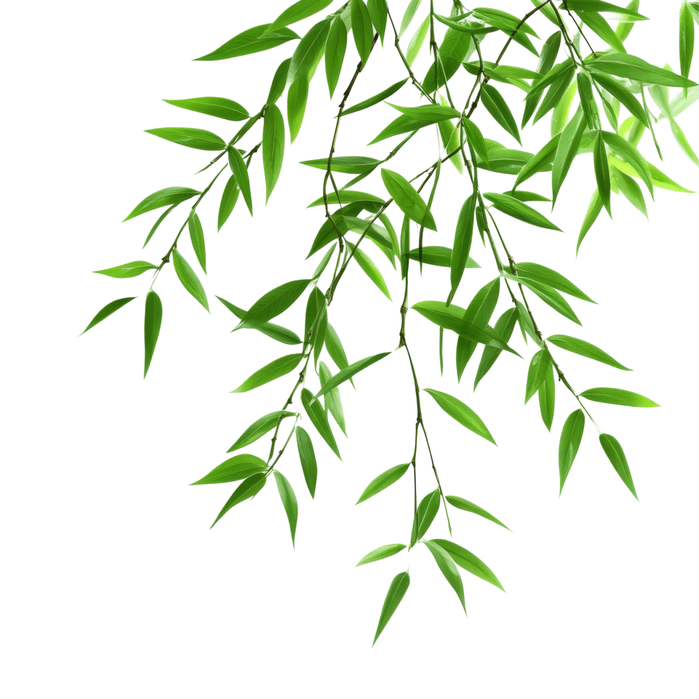 Vibrant bamboo leaves gracefully cascading against a clean transparent background in natural beauty, Bamboo leaves isolated on transparent backgroundfile png