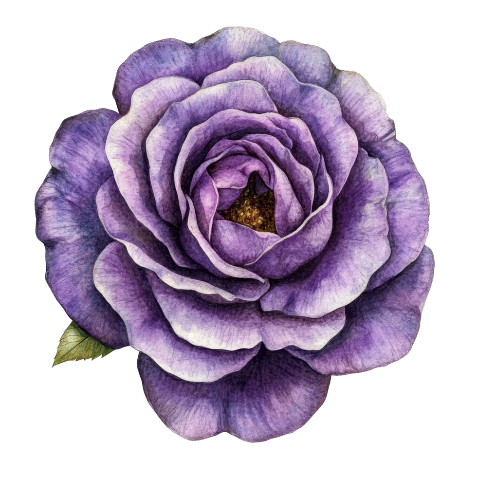 A delicate violet rose flower with a single petal, showcasing intricate details against a clean transparent background, of a singlepetaled violet rose flower on a transparent background or transparent png