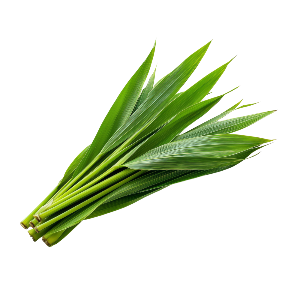 Fresh pandan leaves arranged neatly on a transparent background, showcasing their vibrant green color and texture, pandan leaves isolated on transparent background png