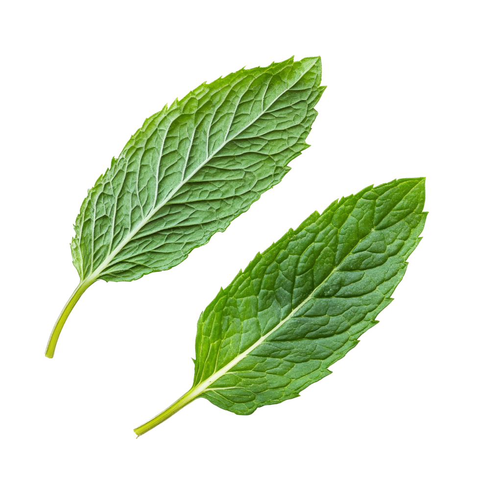 Fresh mint leaves isolated on a transparent background for culinary and decorative uses in cooking and drinks, mint leafs isolated on transparent background png