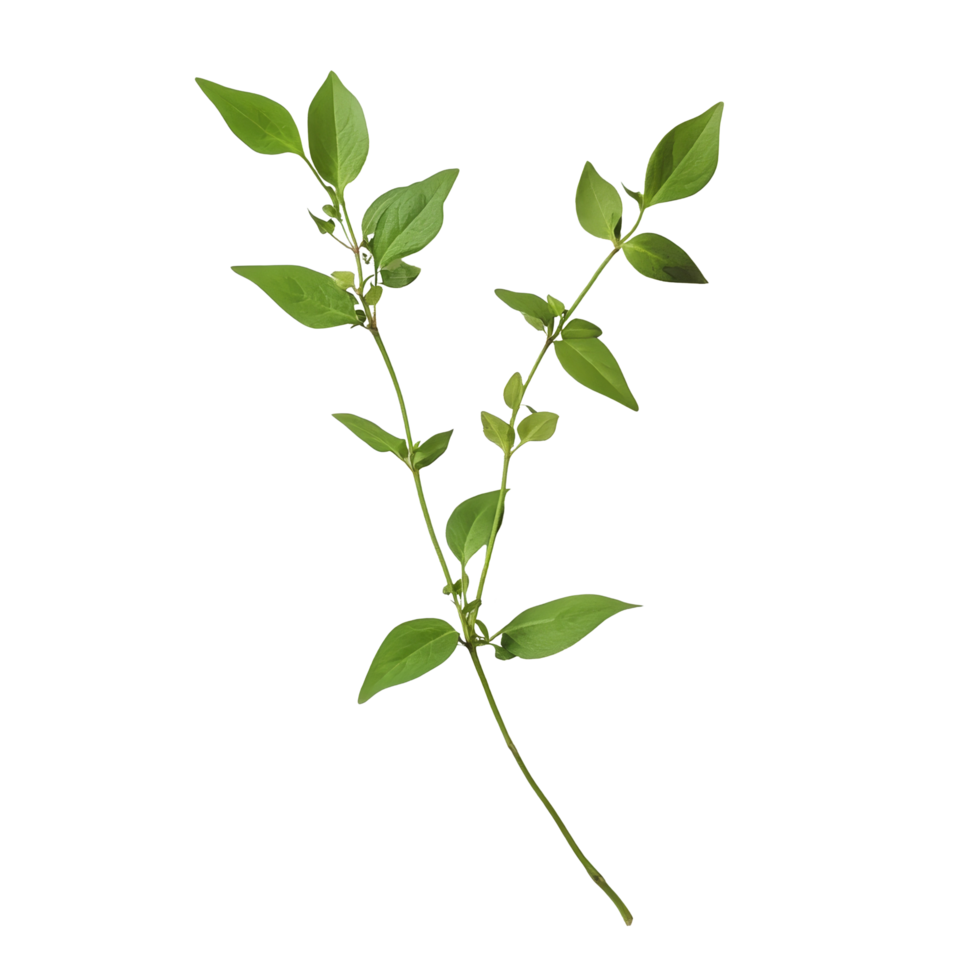 Exploring the unique features of smallanthus sonchifolius with green leaves on a bright transparent background, smallanthus sonchifolius on transparent background png