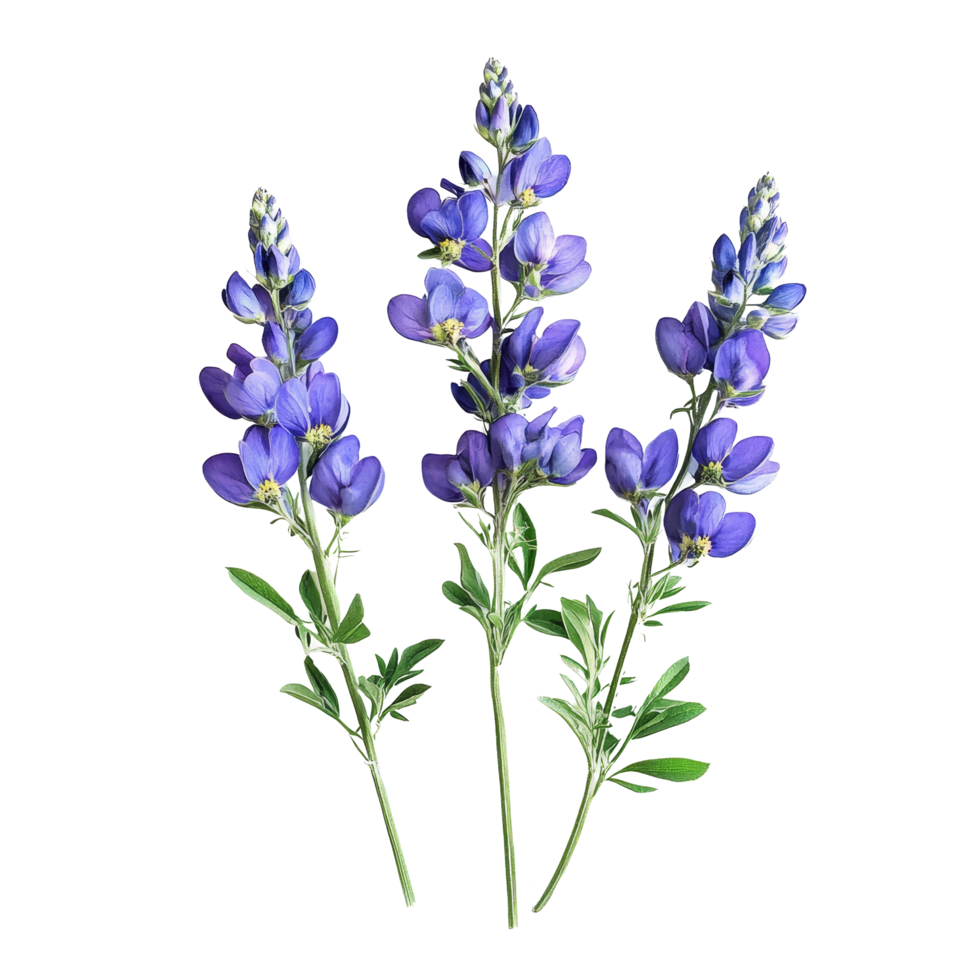 Delicate Monkshood flowers with vibrant purple petals arranged on a flat transparent background showcasing natures beauty, Monkshood flowers flattransparent background png