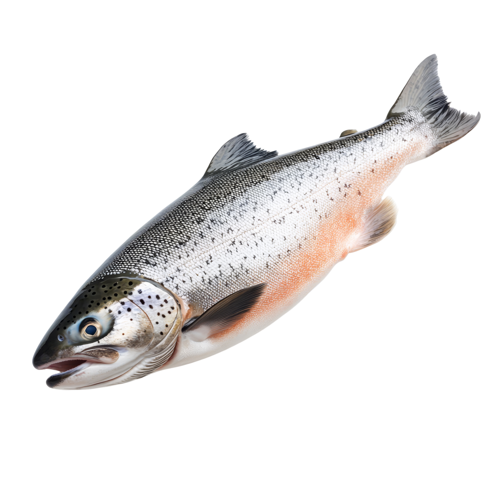Fresh salmon fish isolated on a transparent background showcasing its glistening scales and natural color variations, Salmon Fish Isolated on transparent background png