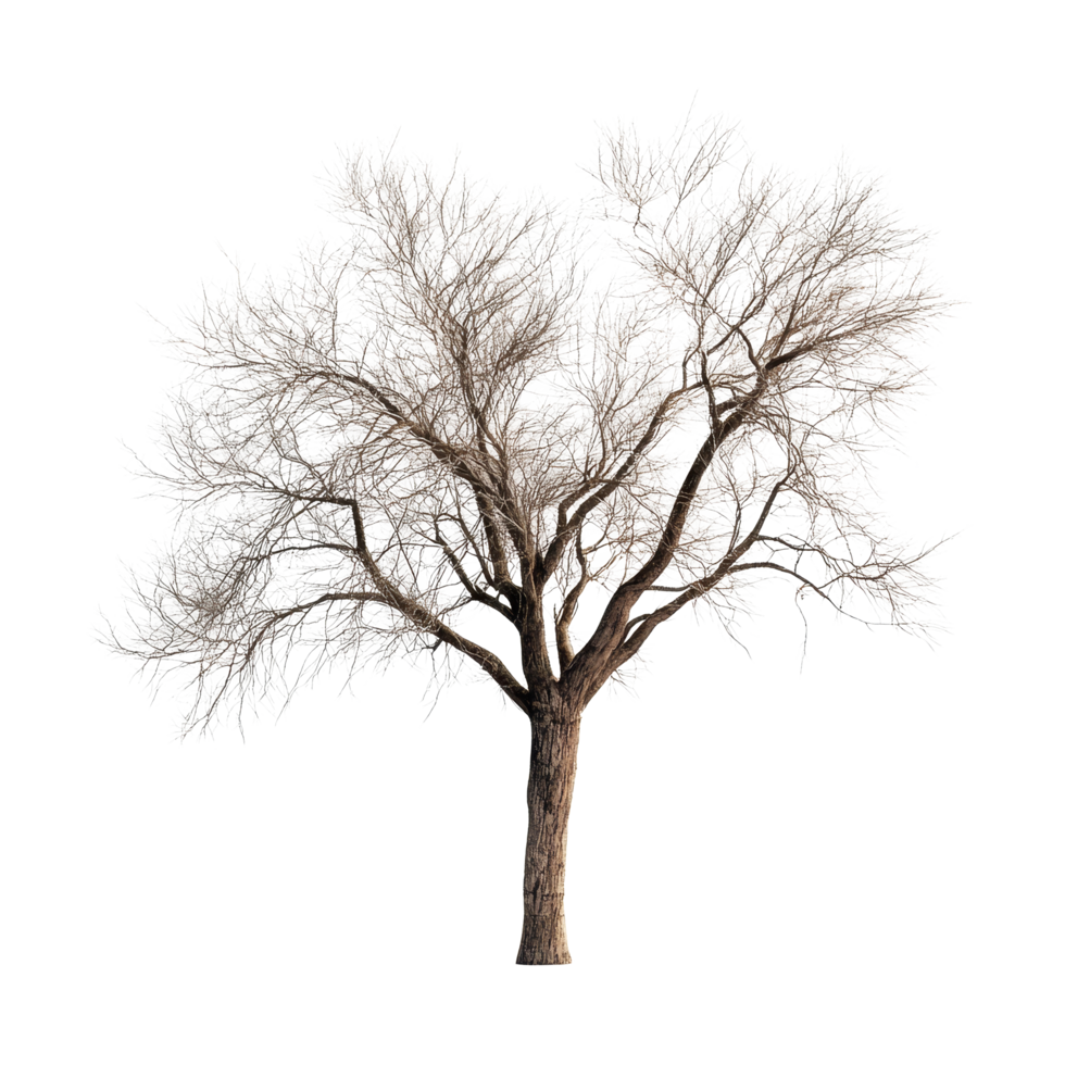A solitary rustic tree stands out against a bright transparent background showcasing its bare branches and textured bark, Rustic tree isolated on transparent background png