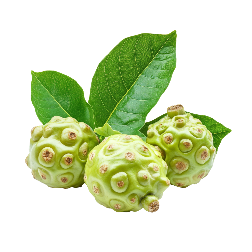 Fresh noni fruit with lush green leaves isolated on a bright transparent background showcasing its unique texture, Noni isolated on transparent background background png
