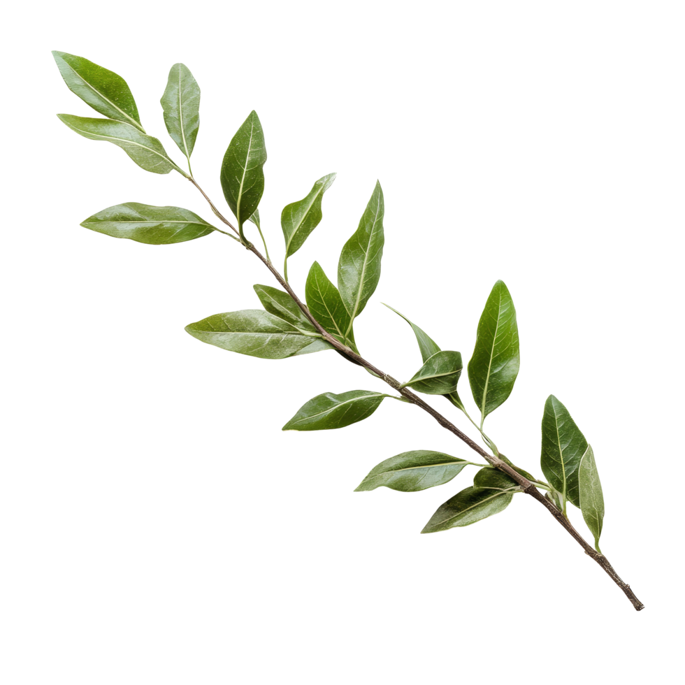 Isolated laurel crown twig with green leaves on a transparent background, symbolizing victory and achievement, laurel crown twig isolated on transparent background png