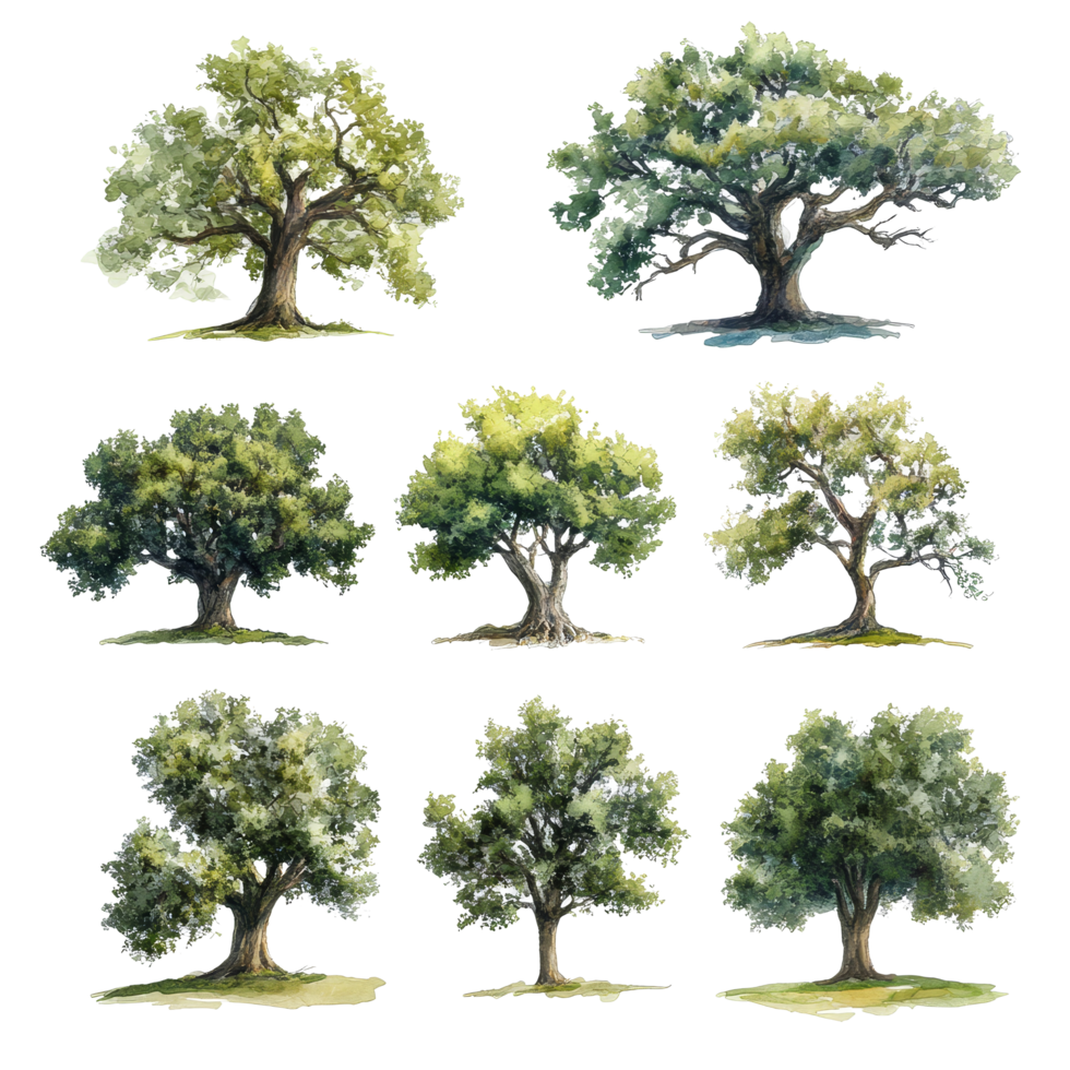 A stunning collection of watercolor oak trees on a crisp transparent background highlighting their beauty and diversity, 3D icon of a cute tree in birght green color isolated transparent background png