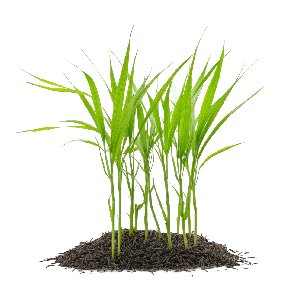 Small green rice seedlings growing on a bed of dark soil against a transparent background in a farming greenhouse setting, Small rice plants on transparent background. Rice seedlings transparent png
