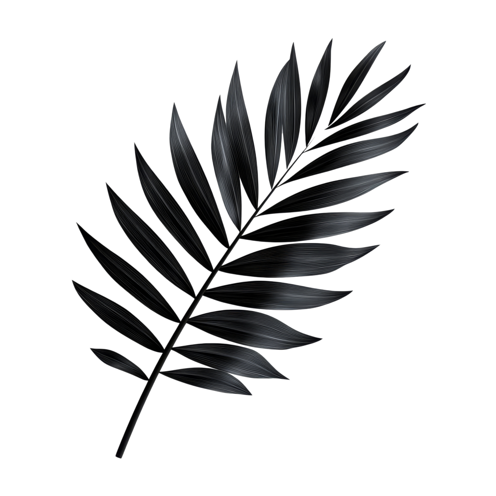 Elegant black palm leaf casting shadow on transparent background in simple tropical aesthetic, tropical branch black palm leaf with shadow on transparent backgroundfile png