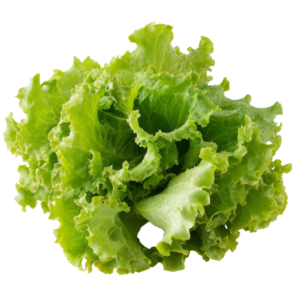 Fresh green lettuce leaves isolated on a transparent background for culinary uses and healthy eating, Lettuce leaves isolate on transparent background png