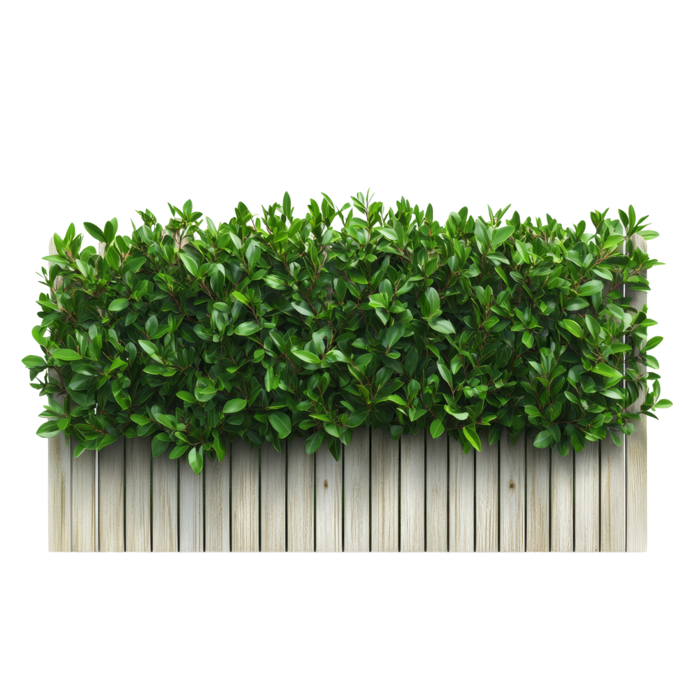 Green trimmed bush forming an attractive fencing under bright natural light on a transparent backdrop, green trimmed bush fencing, file of isolated object with shadow on transparent background png