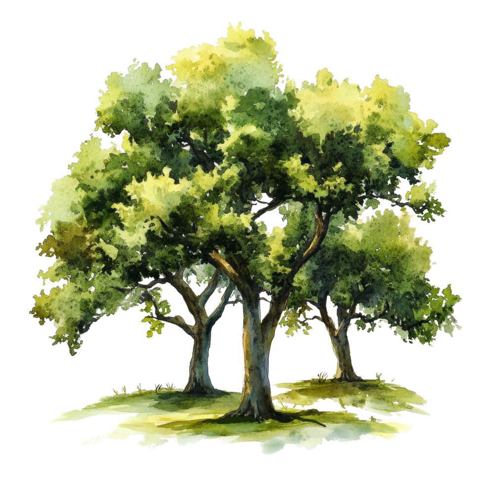 Beautiful watercolor collection of three oak trees on a transparent background showcasing natures elegance, 3D icon of a cute tree in birght green color isolated transparent background png