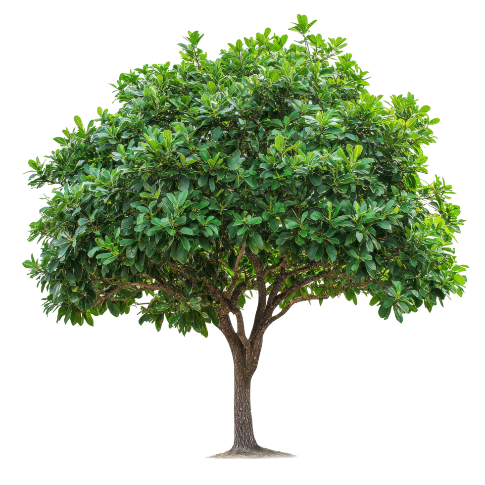 A closeup view of a vibrant green tree against a plain transparent background showcasing its detailed foliage, Tree on transparent background, real close up decorate tree in brown pod isolate die cut png